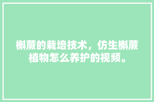 槲蕨的栽培技术，仿生槲蕨植物怎么养护的视频。