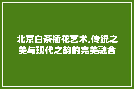 北京白茶插花艺术,传统之美与现代之韵的完美融合