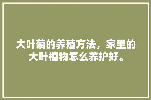 大叶菊的养殖方法，家里的大叶植物怎么养护好。