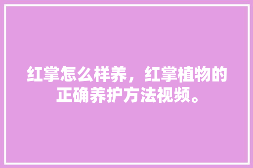 红掌怎么样养，红掌植物的正确养护方法视频。