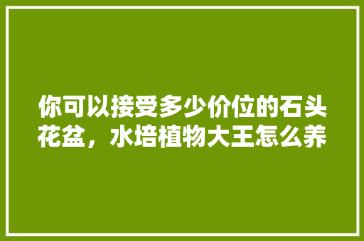 你可以接受多少价位的石头花盆，水培植物大王怎么养护的视频。