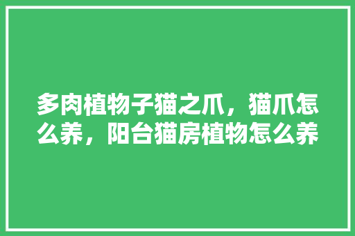 多肉植物子猫之爪，猫爪怎么养，阳台猫房植物怎么养护的好。