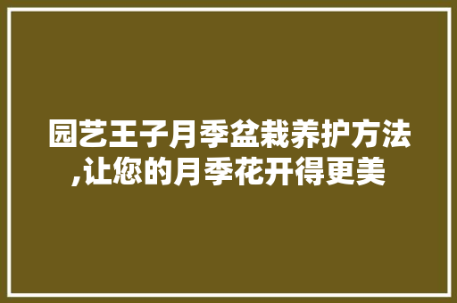 园艺王子月季盆栽养护方法,让您的月季花开得更美