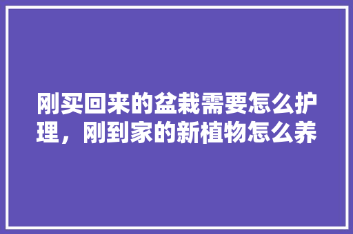 刚买回来的盆栽需要怎么护理，刚到家的新植物怎么养护好。  第1张 刚买回来的盆栽需要怎么护理，刚到家的新植物怎么养护好。 园艺知识