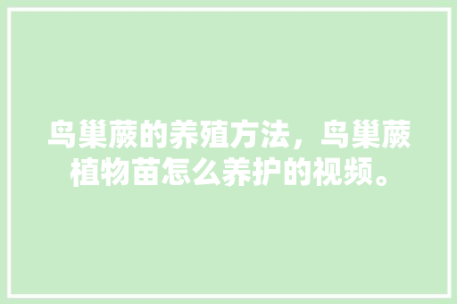 鸟巢蕨的养殖方法，鸟巢蕨植物苗怎么养护的视频。