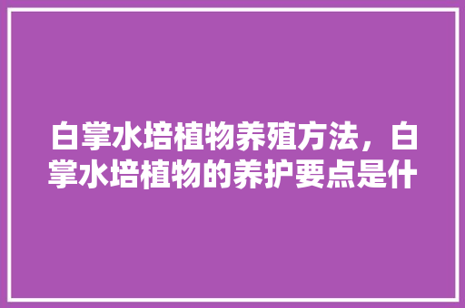 白掌水培植物养殖方法，白掌水培植物的养护要点是什么。