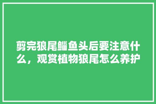 剪完狼尾鲻鱼头后要注意什么，观赏植物狼尾怎么养护的视频。