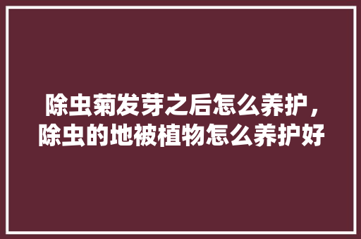 除虫菊发芽之后怎么养护，除虫的地被植物怎么养护好。