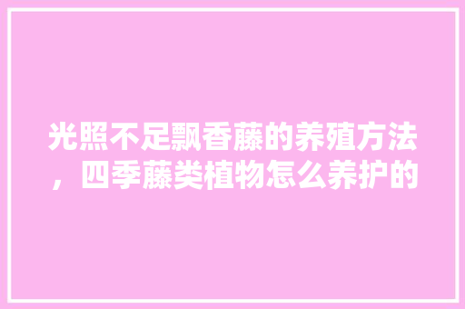 光照不足飘香藤的养殖方法，四季藤类植物怎么养护的视频。