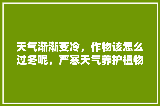 天气渐渐变冷，作物该怎么过冬呢，严寒天气养护植物的措施有哪些。  第1张 天气渐渐变冷，作物该怎么过冬呢，严寒天气养护植物的措施有哪些。 观叶植物