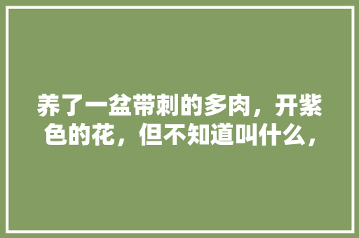 养了一盆带刺的多肉，开紫色的花，但不知道叫什么，带刺的植物多肉怎么养护好。