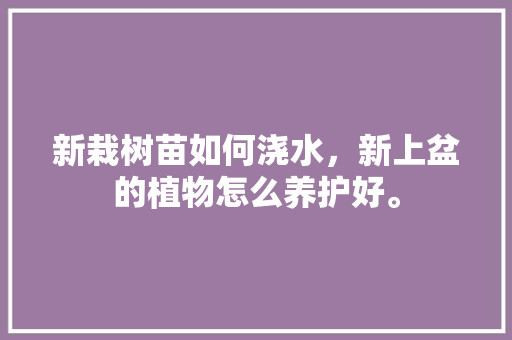 新栽树苗如何浇水，新上盆的植物怎么养护好。