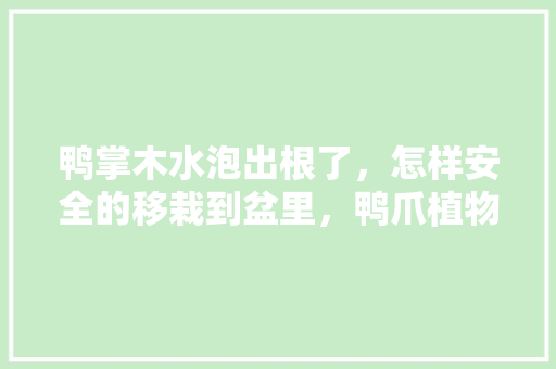 鸭掌木水泡出根了，怎样安全的移栽到盆里，鸭爪植物的养护方法图片大全。