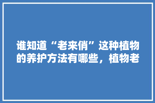 谁知道“老来俏”这种植物的养护方法有哪些，植物老来俏的养护管理方法。