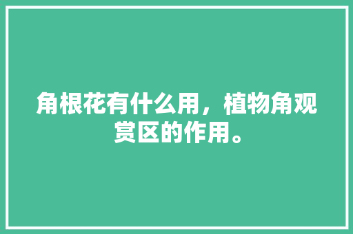 角根花有什么用，植物角观赏区的作用。  第1张 角根花有什么用，植物角观赏区的作用。 花卉