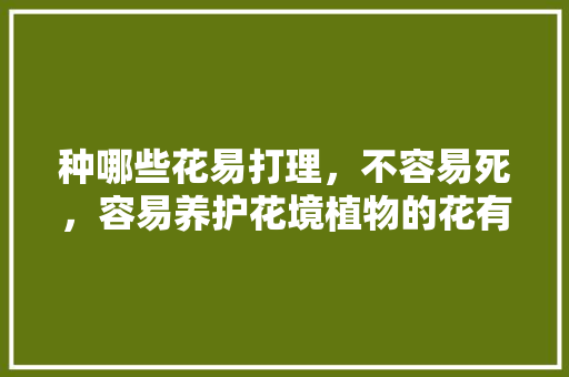 种哪些花易打理，不容易死，容易养护花境植物的花有哪些。
