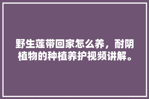 野生莲带回家怎么养，耐阴植物的种植养护视频讲解。