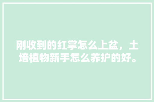 刚收到的红掌怎么上盆，土培植物新手怎么养护的好。