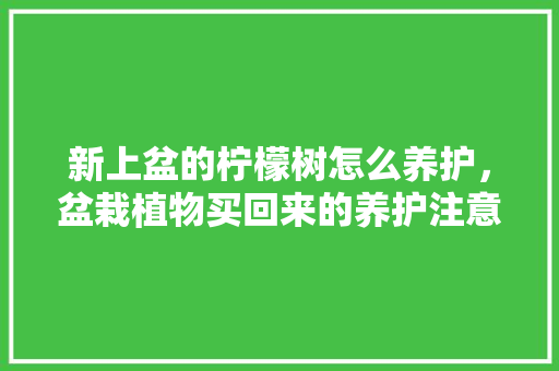 新上盆的柠檬树怎么养护，盆栽植物买回来的养护注意事项。