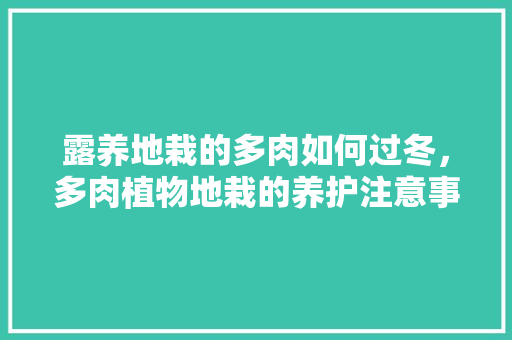 露养地栽的多肉如何过冬，多肉植物地栽的养护注意事项。