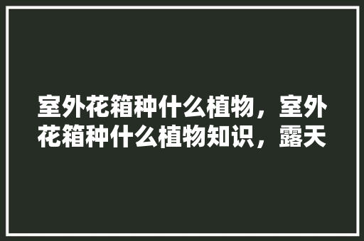 室外花箱种什么植物，室外花箱种什么植物知识，露天花箱植物怎么养护的呢。