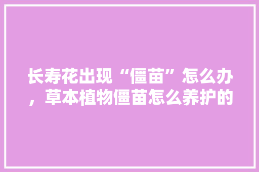 长寿花出现“僵苗”怎么办，草本植物僵苗怎么养护的视频。