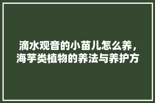 滴水观音的小苗儿怎么养，海芋类植物的养法与养护方法。