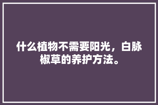 什么植物不需要阳光，白脉椒草的养护方法。
