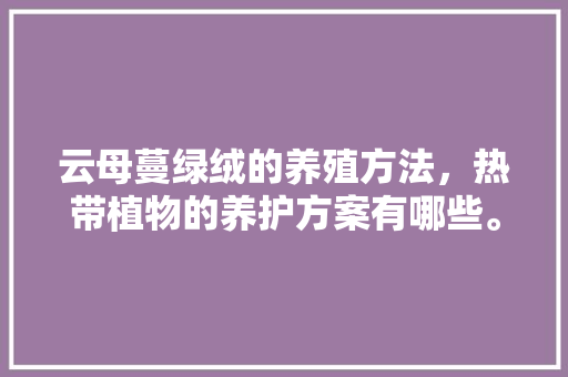 云母蔓绿绒的养殖方法，热带植物的养护方案有哪些。  第1张 云母蔓绿绒的养殖方法，热带植物的养护方案有哪些。 观叶植物