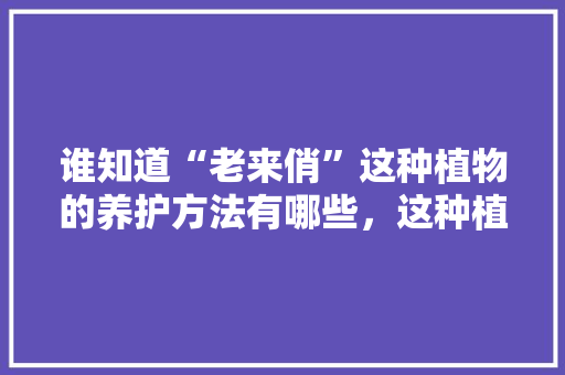 谁知道“老来俏”这种植物的养护方法有哪些，这种植物怎么养护的呢图片。