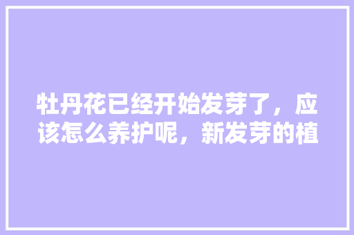 牡丹花已经开始发芽了，应该怎么养护呢，新发芽的植物怎样养护好呢。