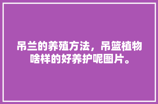 吊兰的养殖方法，吊篮植物啥样的好养护呢图片。  第1张 吊兰的养殖方法，吊篮植物啥样的好养护呢图片。 养护技巧