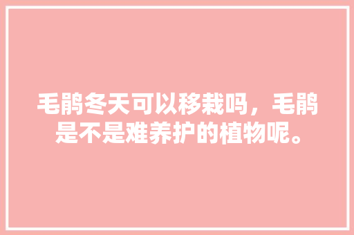 毛鹃冬天可以移栽吗，毛鹃是不是难养护的植物呢。