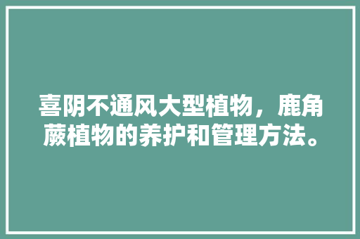 喜阴不通风大型植物，鹿角蕨植物的养护和管理方法。
