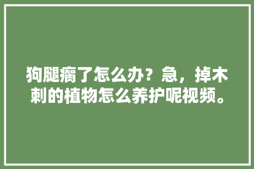 狗腿瘸了怎么办？急，掉木刺的植物怎么养护呢视频。