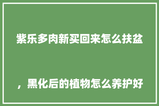 紫乐多肉新买回来怎么扶盆
，黑化后的植物怎么养护好呢。