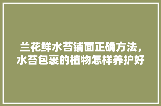 兰花鲜水苔铺面正确方法，水苔包裹的植物怎样养护好。