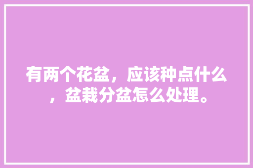 有两个花盆，应该种点什么，盆栽分盆怎么处理。