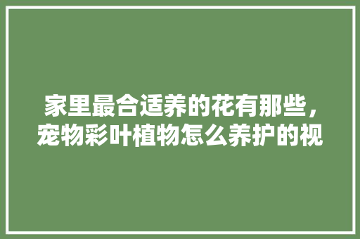 家里最合适养的花有那些，宠物彩叶植物怎么养护的视频。