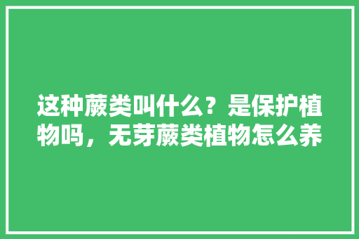 这种蕨类叫什么？是保护植物吗，无芽蕨类植物怎么养护的视频。