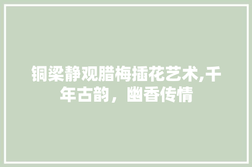 铜梁静观腊梅插花艺术,千年古韵，幽香传情