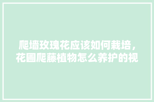爬墙玫瑰花应该如何栽培，花圃爬藤植物怎么养护的视频。