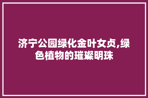 济宁公园绿化金叶女贞,绿色植物的璀璨明珠