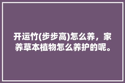 开运竹(步步高)怎么养，家养草本植物怎么养护的呢。