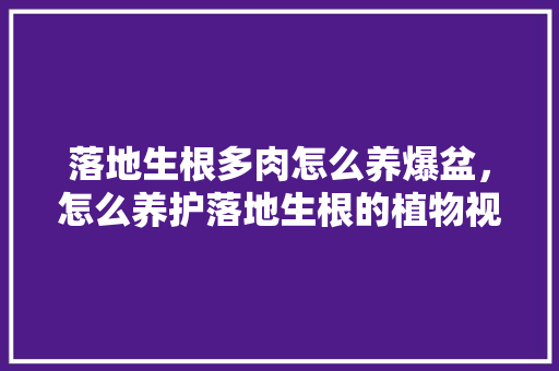 落地生根多肉怎么养爆盆，怎么养护落地生根的植物视频。