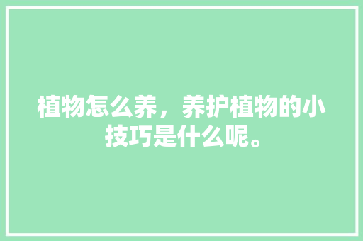 植物怎么养，养护植物的小技巧是什么呢。  第1张 植物怎么养，养护植物的小技巧是什么呢。 灌溉技术