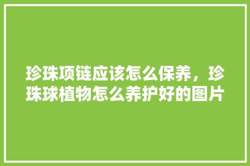 珍珠项链应该怎么保养，珍珠球植物怎么养护好的图片。