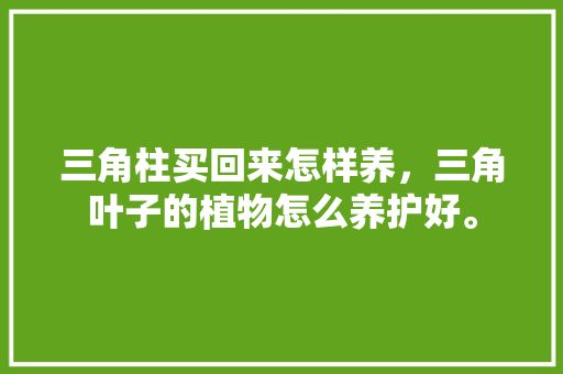 三角柱买回来怎样养，三角叶子的植物怎么养护好。