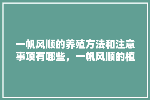一帆风顺的养殖方法和注意事项有哪些，一帆风顺的植物如何养护和浇水。