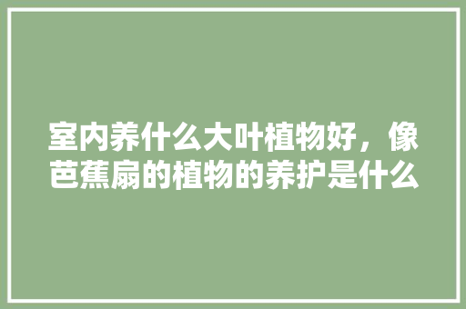 室内养什么大叶植物好，像芭蕉扇的植物的养护是什么。